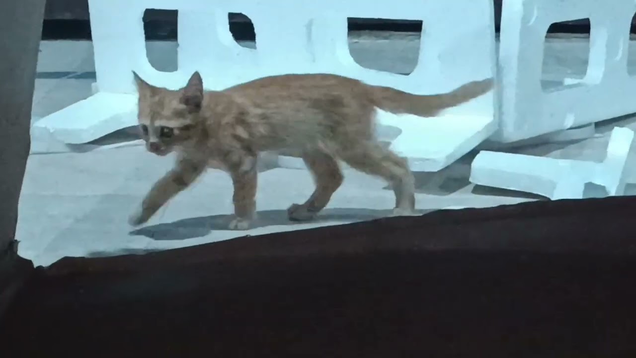 Kittens playing Hide and Seek with an empty carton of fridge 😺🐾