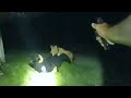 Knox County Deputy Accidentally Shoot Fellow Deputy While Aiming For Attacking Dog