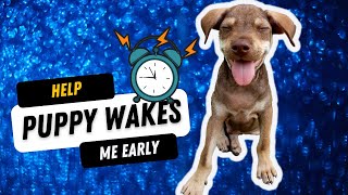 why does my puppy wake up so early? 🐶 💤 help