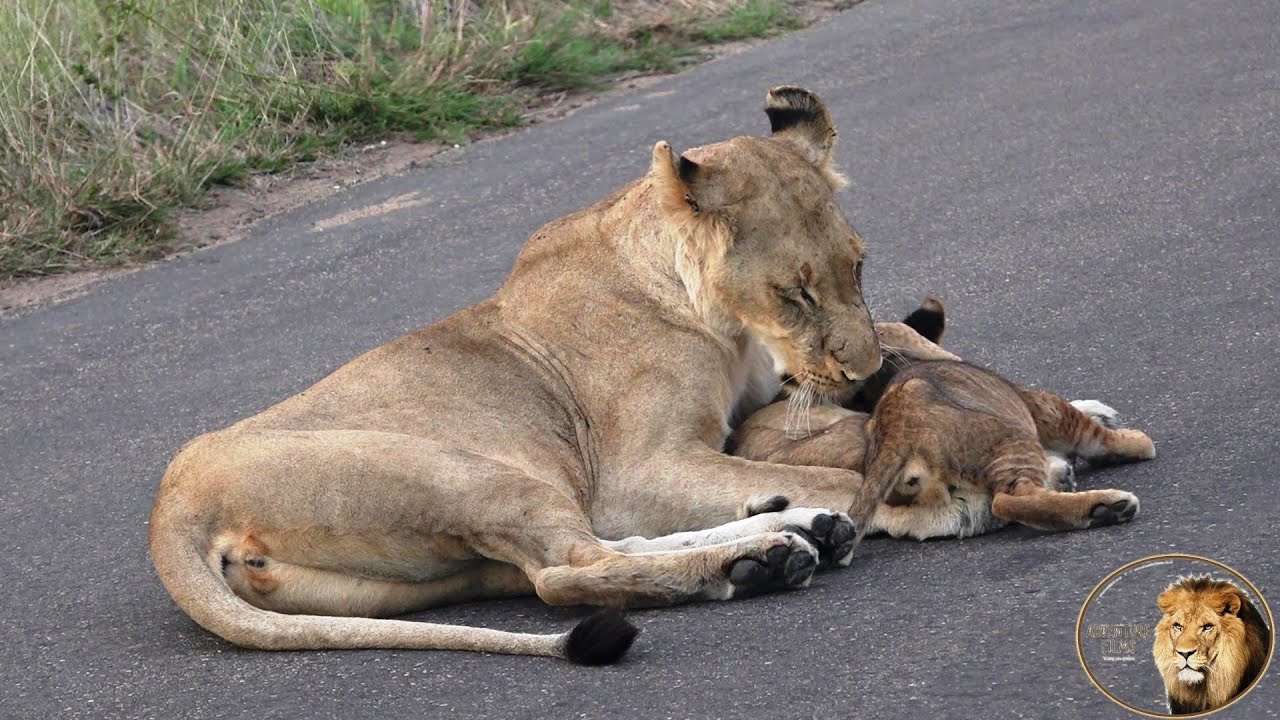 The Heartbreaking Tale of a Lioness on the Search for Her Lost Cub Once More – Video