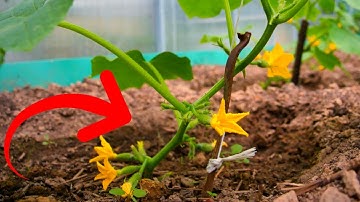 EMPTY FLOWER ON CUCUMBERS DO THIS AND YOU WILL COLLECT CUCUMBERS WITH CRATES