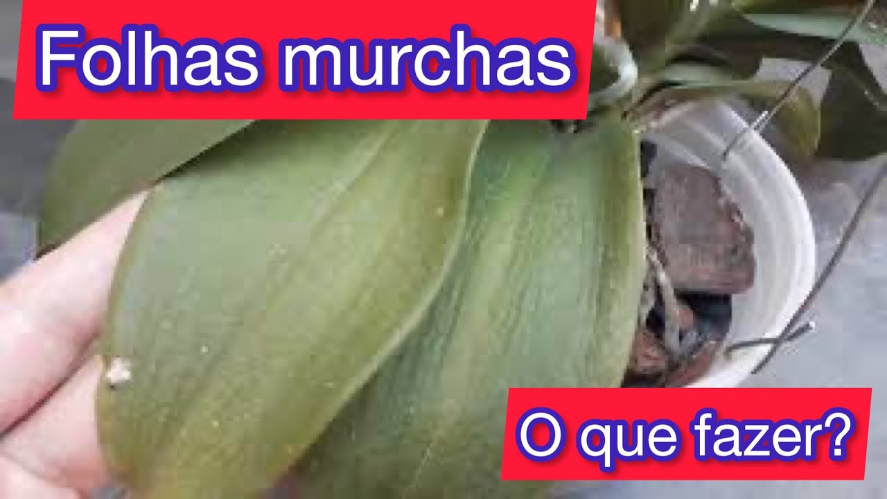 Folhas murchas nas ORQUÍDEAS PHALAENOPSIS .O que é ? Como evitar?DICAS ...