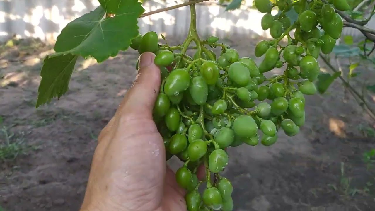 Белый налет на ягодах винограда. Оидиум! Как спасти урожай без химии? Прошу тапками не бросаться)