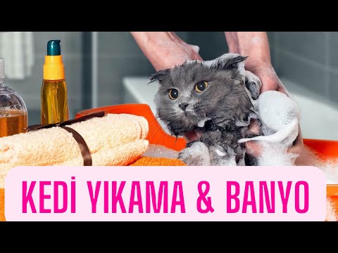 Kedi Yıkama & Banyo | Kedi Yıkanır mı?  Banyo Yaptırılır mı?