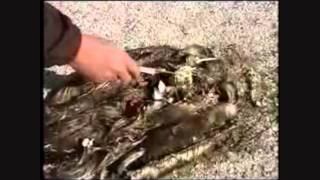 Stop Ocean Dumping