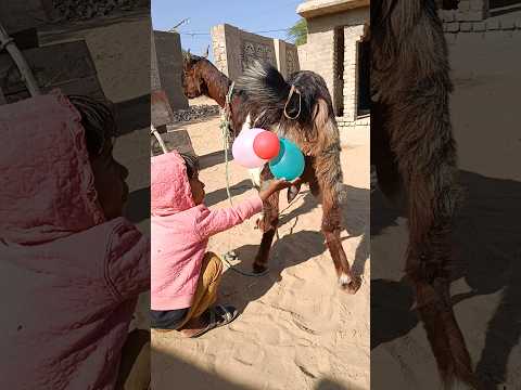 في ثارباركار الجميلة يشرب طفل حليب ا وفي الماعز ي عطيه بالون دفعة معنوية انظروا ماذا حدث