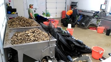 oyster grading with SED machine