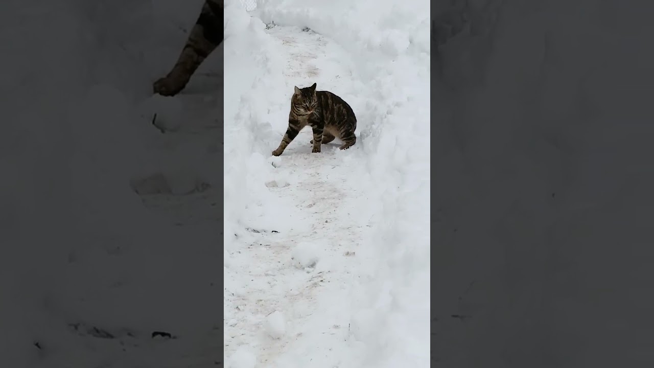 Играем с Барсиком в снежки! ❄️❄️❄️☃️