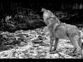 Ululato lupo DA BRIVIDI!  (IR Plus 110 gradi) - Wild Wolf Howling (Canis lupus italicus)