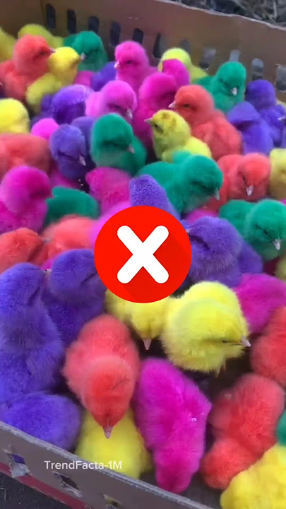 Don't Buy This Chicks ❌ #chiken #facts #shorts
