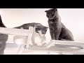 さばちゃん キャットウォークでやらかす　Kitten Catwalk is dangerous