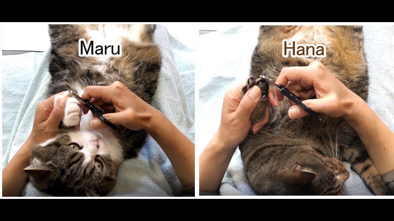 猫藓 爪を切られるねこ。-Maru&Hana's nail clippers.-