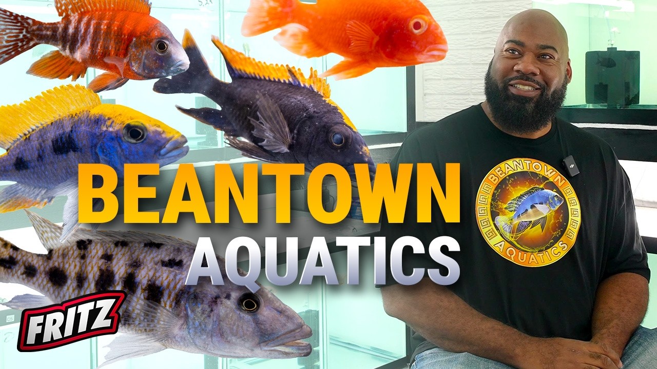 Let’s Do This! Hobbyist to thriving Cichlid Business