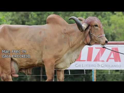 LOTE 04 JGW 276