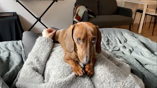 Mini dachshund won't get out of bed