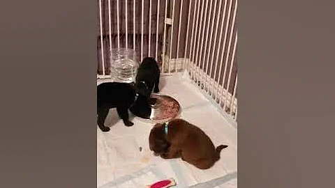 Reach For the Stars Litter (Video 1)