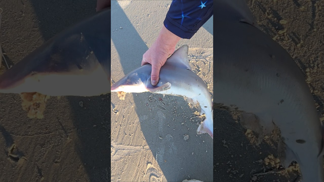 Поймал акулу небольших размеров на острове Тайби 