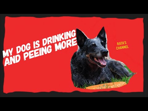 วีดีโอ: กรณีถัดไป: People vs. Peeing Puppy