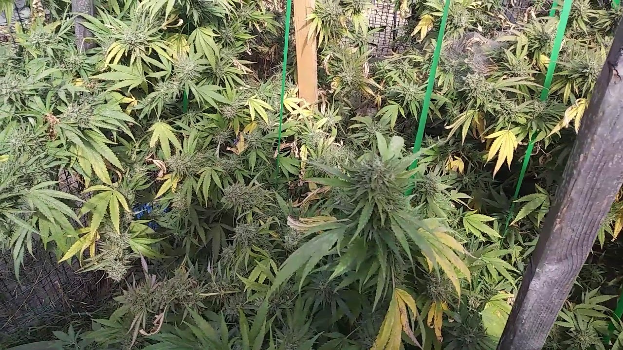 😾HEAVY WEIGHT💪🌳