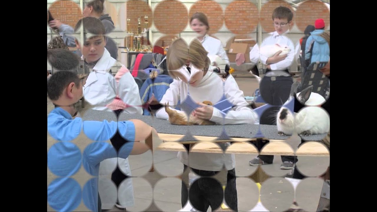pacesetters-4-h-rabbit-show-2015-youtube