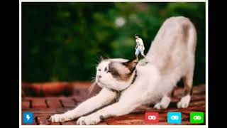 CAT STRETCH SKATE | jQuery & CSS ANIMATION DEMO