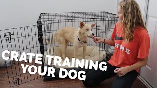 HOW TO CRATE TRAIN YOUR DOG