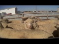 Sheer Horror at Superior Farms: Lamb Slaughter Exposed