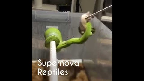 Green Tree Python Feeding