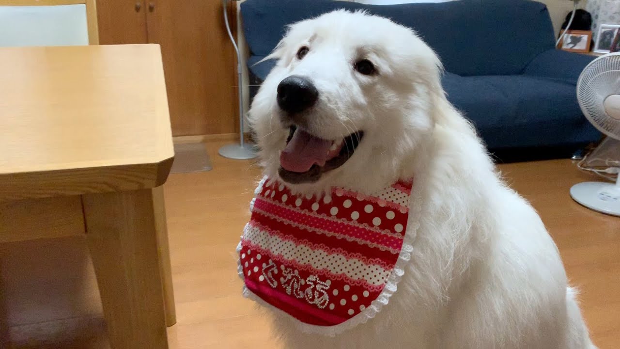似合うかな スタイが届きました グレートピレニーズ く ちゃんねる