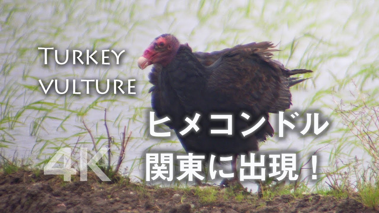 野鳥撮影 珍鳥 ヒメコンドル アメリカの鳥が関東の田んぼに出現 野鳥動画 Youtube 野鳥撮影 珍鳥 ヒメコンドル アメリカの鳥が関東の田んぼに出現 野鳥動画 Youtube