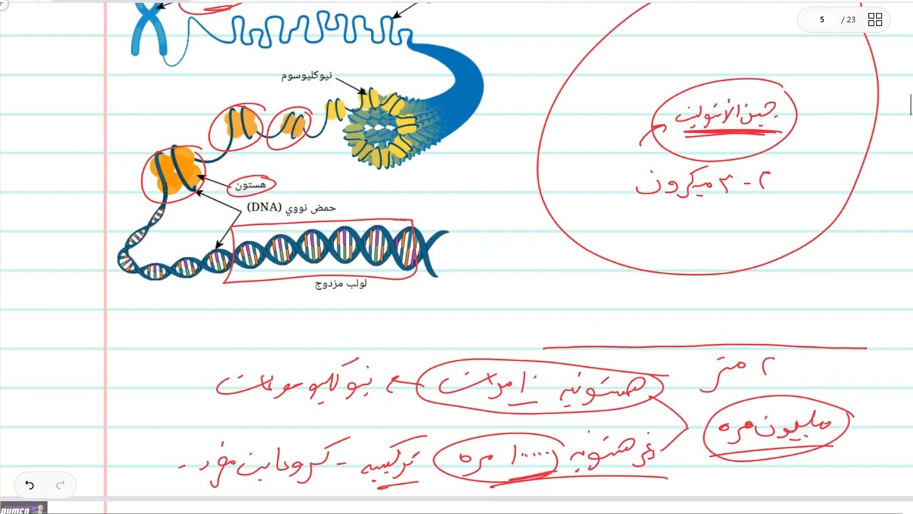 افهم بيولوجية جزيئية DNA في أوليات وحقيقيات النواة (والمحتوى الجيني) - أحياء تالتة ثانوي 2026