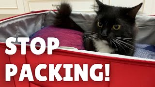 Cats sabotaging the vacation | Uni and Nami