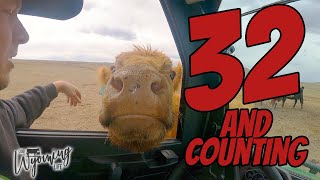 Counting Calves, Again