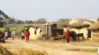 Nepali Village Life Daily Routine || Village life of Nepal || countryside farmers daily life