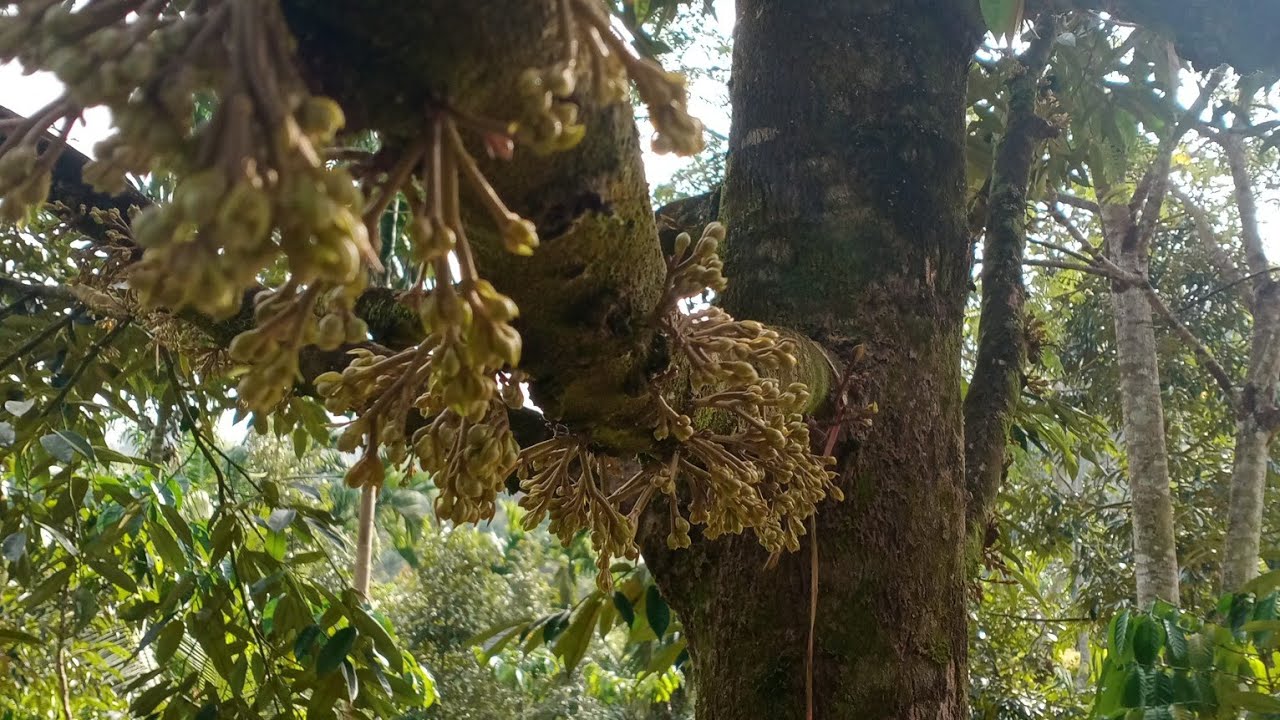 เอาดอกปลายกิ่งออก#แต่งดอก