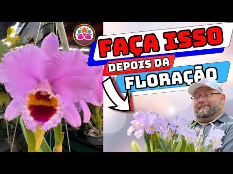 Vídeo: Podar uma orquídea após a floração: cuidados, regras e dicas, fotos