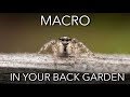 Macro photography in your back garden: TOP TIPS AND TRICKS!