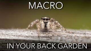 Macro photography in your back garden: TOP TIPS AND TRICKS!