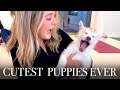 WEEKLY VLOG #3 - Puppy yoga, Ivy Asia &amp; London marathon 2021