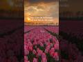 Netherlands Tulip Season 🌷 | Best Places to See Spring Flowers