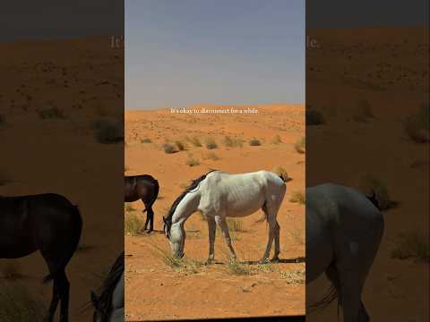 نفود الصعافيق من محافظة المذنب القسيم