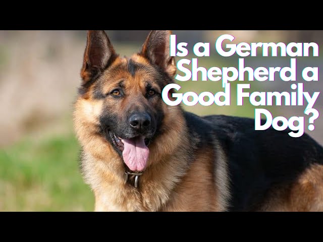 Are German Shepherds Good Family Dogs? - Youtube