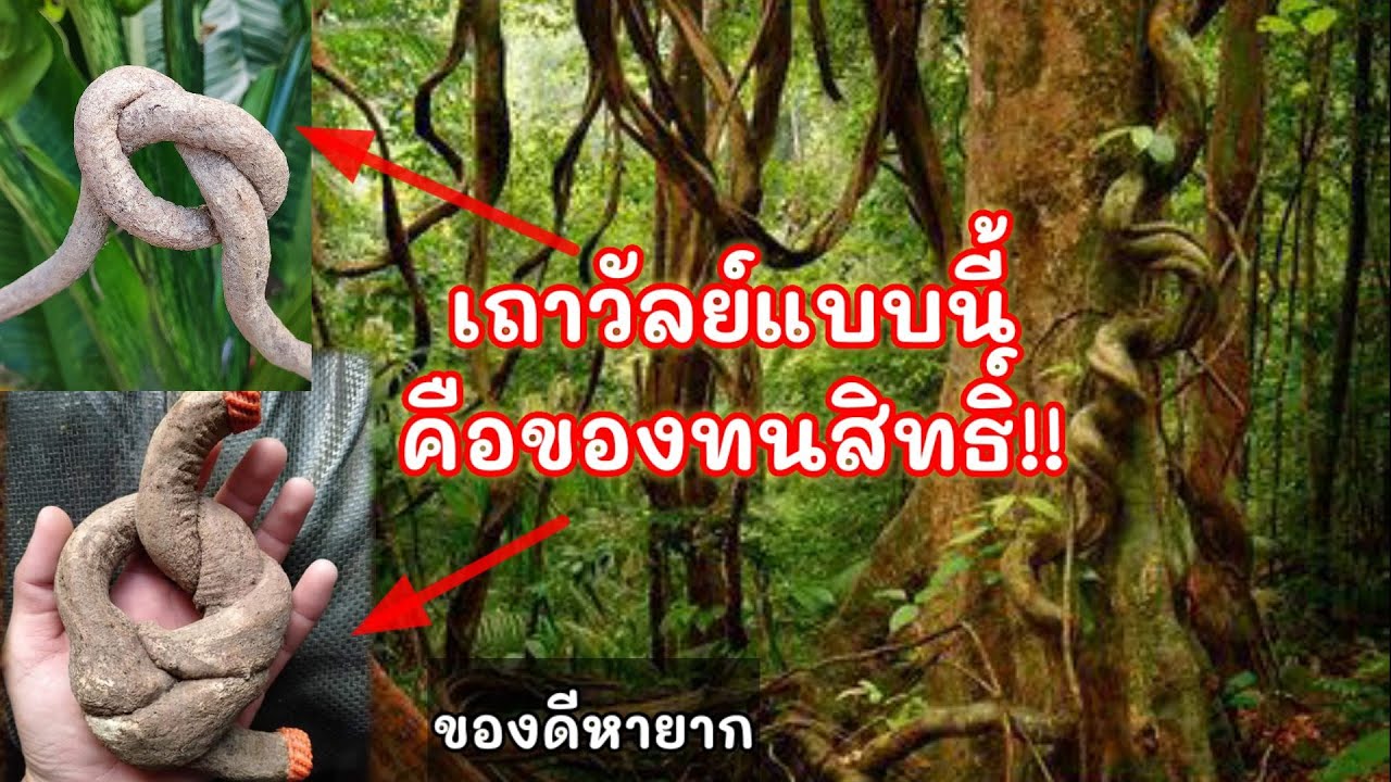 เถาวัลย์ผูก เถาวัลย์หลง ทนสิทธิ์จากธรรมชาติ