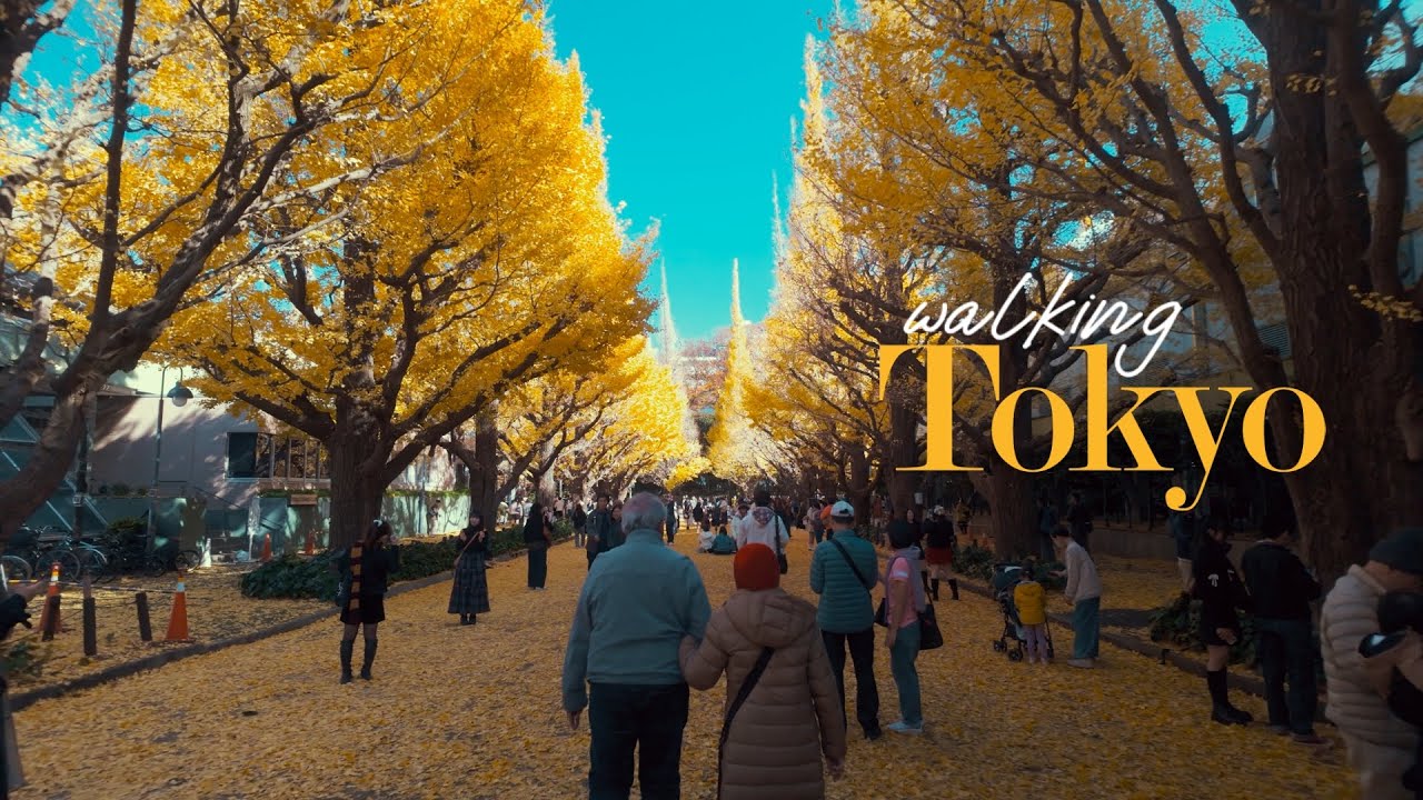 Walking Tokyo - Autumn Walk at the Meiji Jingu Gaien Ginkgo Avenue | 明治神宮外苑いちょう並木へ【東京散歩】4K HDR Japan