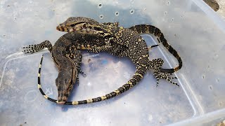Jual anakan biawak murah ‼️baby varanus Salvator