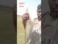 Patan fishing action – non-stop thrill!#fishing #fishingbait #fish #safanafishing #nature #naruto