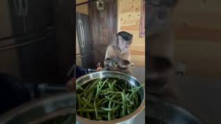 Monkey 🐒 snapping green beans