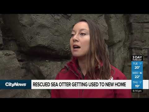 Video: Kućni ljubimac: Spašena morska vidra dobiva dom, znatiželjne cubove pozicije za zamku kamere