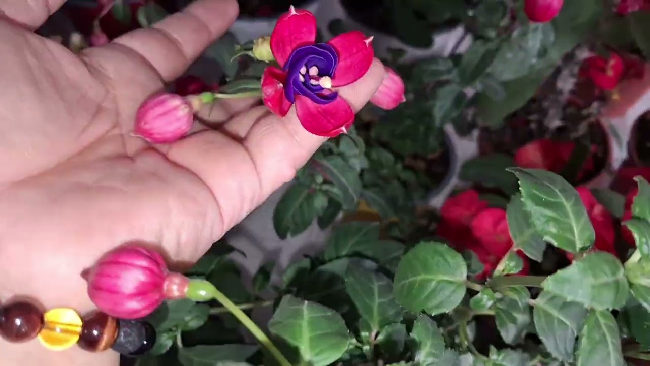 Menekşe # sinningia # kohlera # monstera #  aglenoma # dikenler tacı #eforbia miili # küpeli #