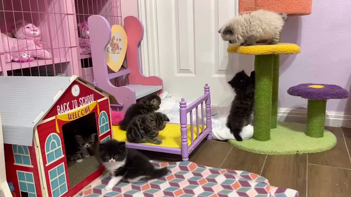 Watch the video about Funny Persian Kittens playing - Exotic Shorthair and Fluffy Persians